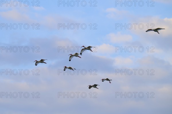 A group of birds flying under a blue, cloudy sky, White Ibis, Snowy Ibis (Eudocimus albu),