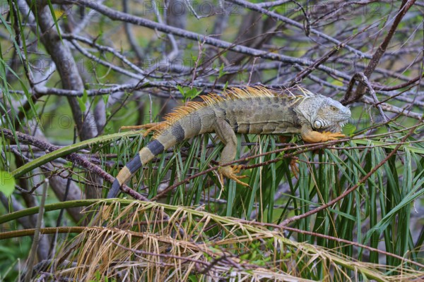 An iguana resting on branches surrounded by lush vegetation in the jungle, Common Green iguana