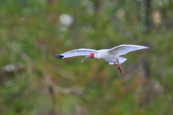 A white bird flies elegantly through a green forest, White Ibis, Snowy Ibis (Eudocimus albu),