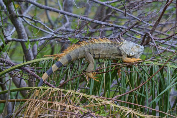 An iguana resting on branches surrounded by lush vegetation in the jungle, Common Green iguana