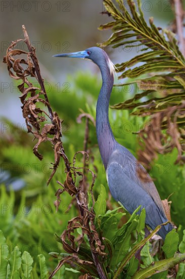 Bird standing among green vegetation with an attentive gaze, Tricoloured Heron (Egretta tricolor),