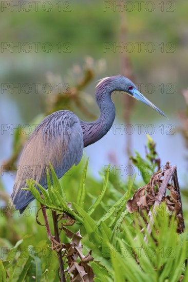Bird with grey-brown feathers and blue bill in the landscape, Tricoloured Heron (Egretta tricolor),