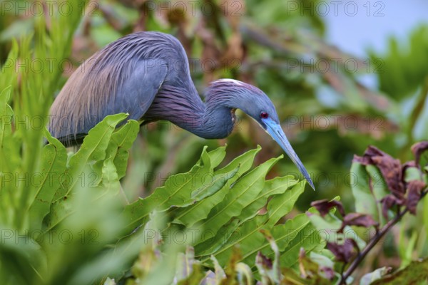 Bird in crouched position between plants, searching for food, Tricoloured Heron (Egretta tricolor),
