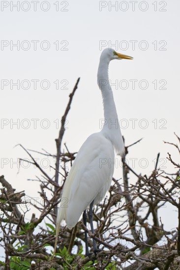 An upright white egret on branches, calm, Great Egret (Egretta alba), Wakodahatchee Wetlands,