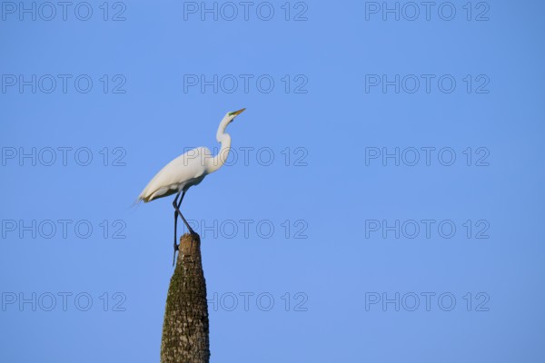 White bird on tree stump in front of blue sky, Great Egret (Egretta alba), Orlando Wetlands,