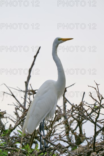 An upright white egret on branches, Great Egret (Egretta alba), Wakodahatchee Wetlands, Delray