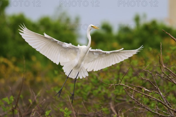 Heron in flight with outstretched wings over a green background, Great Egret (Egretta alba),