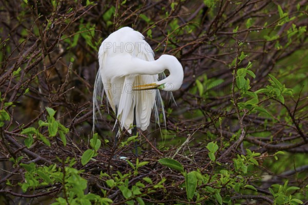 White heron grooming its plumage on a green branch, Great Egret (Egretta alba), Wakodahatchee
