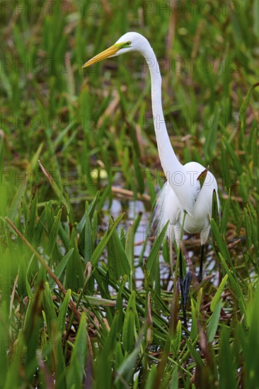 Slender white heron standing in the water between tall grasses, Great Egret (Egretta alba),