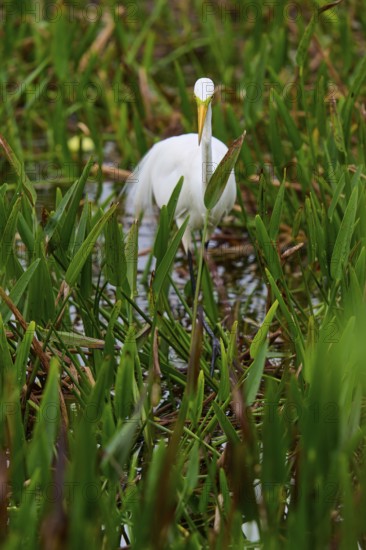 A white egret stands among green grasses in a marshy area, Great Egret (Egretta alba),