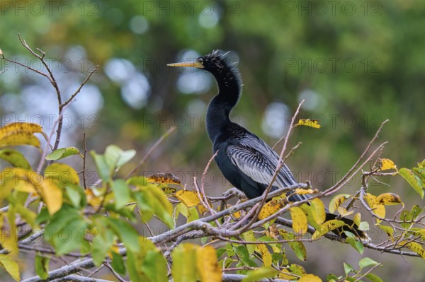 Bird sitting on a branch with green-yellow leaves against a blurred forest background, Darter