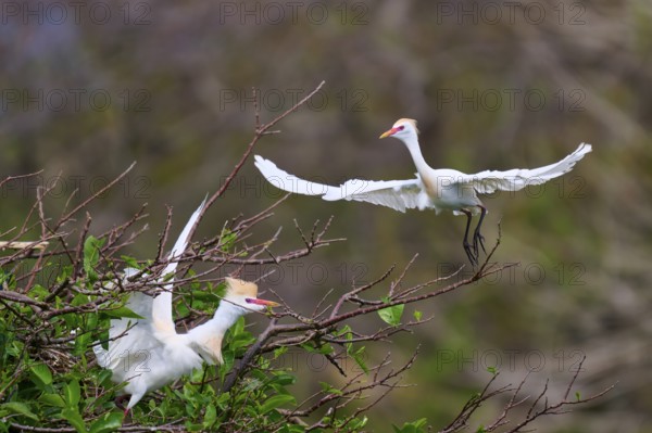 Two white birds on branches, one in flight, spring-like atmosphere, Cattle Egret (Bubulcus ibis),
