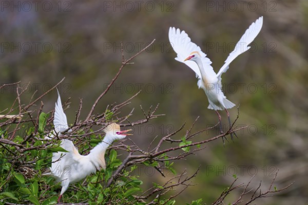 Two white birds on trees, one in the air, vivid scene, Cattle Egret (Bubulcus ibis), spring,