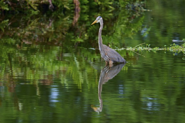 A heron stands in the water with a clear reflection surrounded by green vegetation, Canada Heron