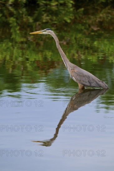 An elegant heron stands in the calm blue water, its reflection clearly visible, Canada Heron (Ardea
