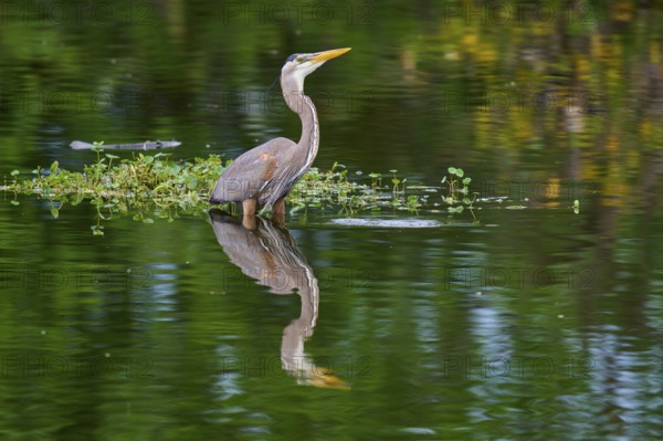 A heron is in the water with green plant surroundings, its reflection is perfectly visible, Canada