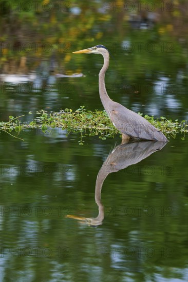 The heron stands calmly in the water, its silhouette perfectly reflected on the water surface,