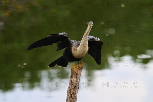 Bird spreading its wings on a tree trunk over calm water, Darter (Anhinga anhinga), spring,
