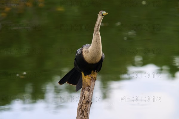 Bird sitting quietly on a tree trunk with a calm green water in the background, Darter (Anhinga