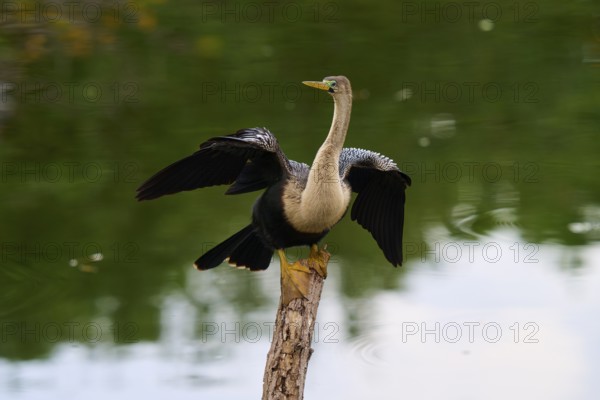Bird spreading its wings on a tree trunk over calm water, Darter (Anhinga anhinga), spring,