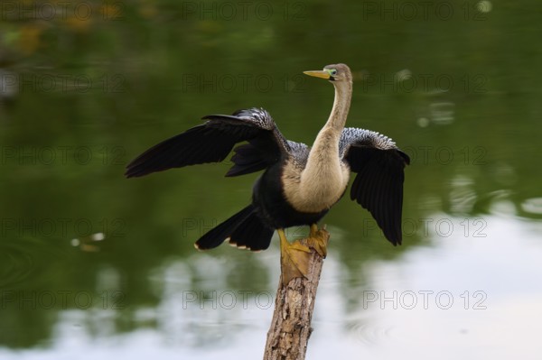 Bird spreading its wings on a tree trunk over calm water, Darter (Anhinga anhinga), spring,