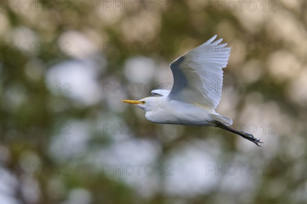 White bird in the air, soft background, vibrant energy, Cattle Egret (Bubulcus ibis), spring,