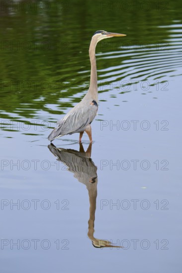 A heron rises majestically in the calm water, its reflection enhancing the peaceful atmosphere,