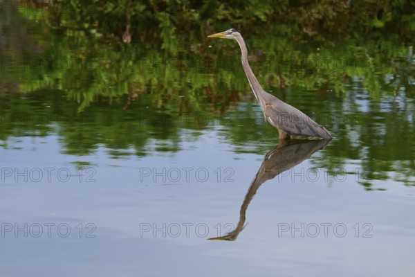 A heron stands still in the blue water, its elegantly visible reflection emphasises the