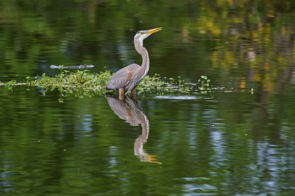 Calm heron standing in the water with lush plant reflection, a picture of serenity, Canada Heron