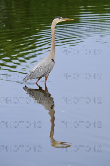 Proud heron stands in the blue water, its clear reflection in the foreground of the image, Canada
