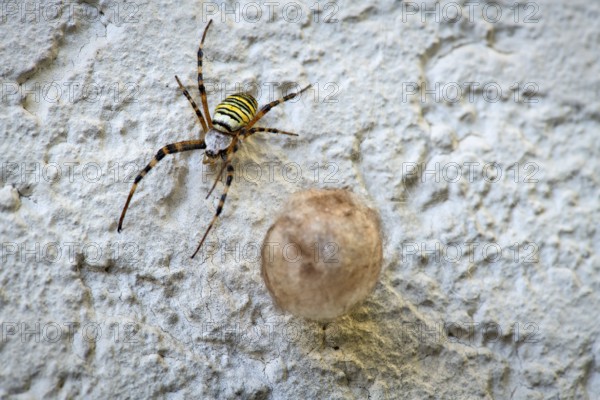 Wasp spider (Argiope bruennichi) also known as zebra spider, tiger spider or silk ribbon spider,