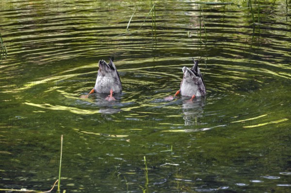 Small pond with two mallard ducks (Anas platyrhynchos), in the castle park in Kisslegg, Allgäu,