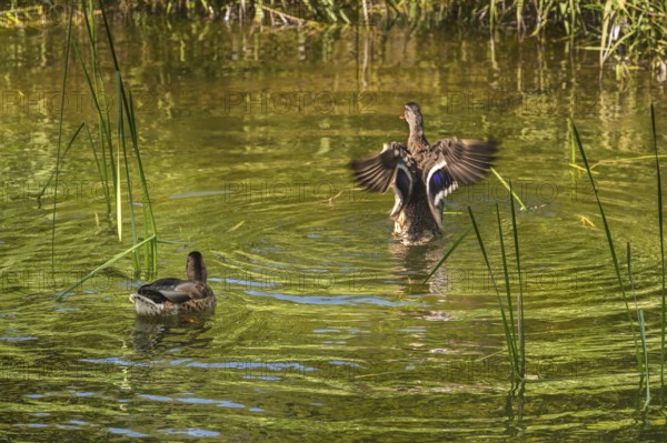 Small pond with two mallards (Anas platyrhynchos), in the castle park in Kisslegg, Allgäu,