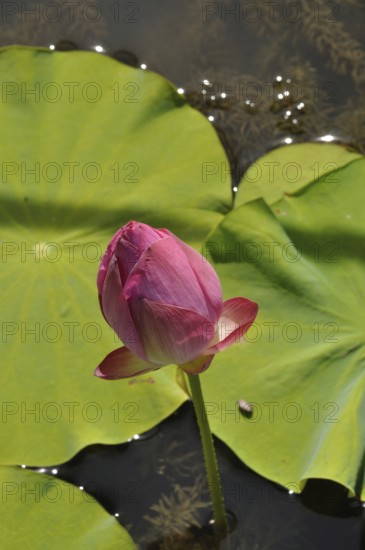 Pink Lotus (Hong Xu Yu), A pink lotus bud surrounded by green leaves floats peacefully on a sunlit