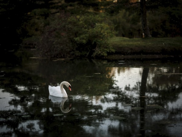 A single swan (Cygnus Olor) reflected on dark pond water in a peaceful evening setting in Acton,