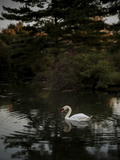 A lone swan (Cygnus Olor) in a twilight pond surrounded by dark serene reflections, creating a