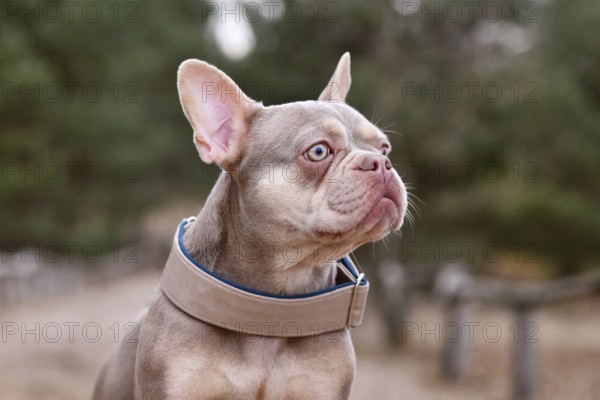 Portrait of cute New Shade Isabella orange Tan colored French Bulldog with wide dog collar