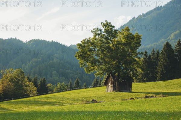 Small hut under a large tree on a green meadow, surrounded by wooded mountains, Weng im Gesäuse,