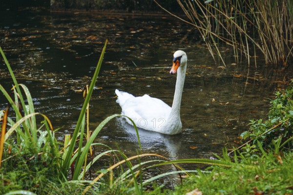 A swan (Cygnus) swimming on a pond in the rain, Admont, Styria, Austria