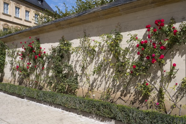 Climbing roses on a wall, Rose Garden, New Residence, UNESCO World Heritage Site, Bamberg, Upper