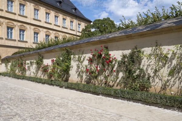 Climbing roses on a wall, Rose Garden, New Residence, UNESCO World Heritage Site, Bamberg, Upper
