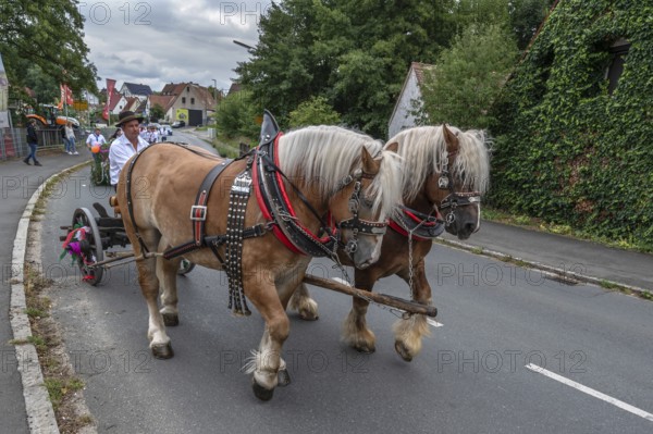 Two Haflinger horses pull the church tree to the fairground, Eckenhaid, Middle Franconia, Bavaria,