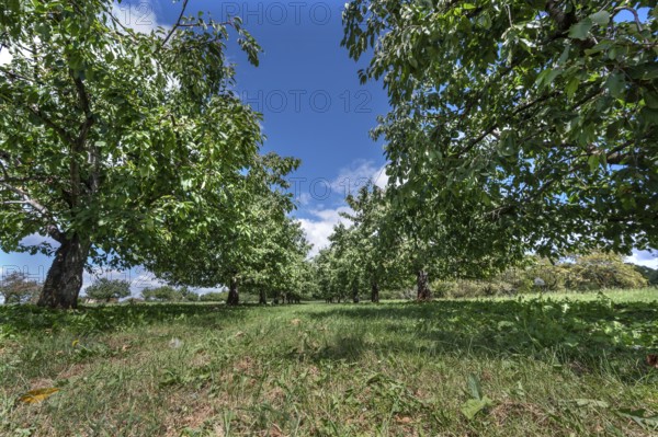Old cherry tree plantation (Prunus avium) after harvesting, Karsberg, Upper Franconia, Bavaria,