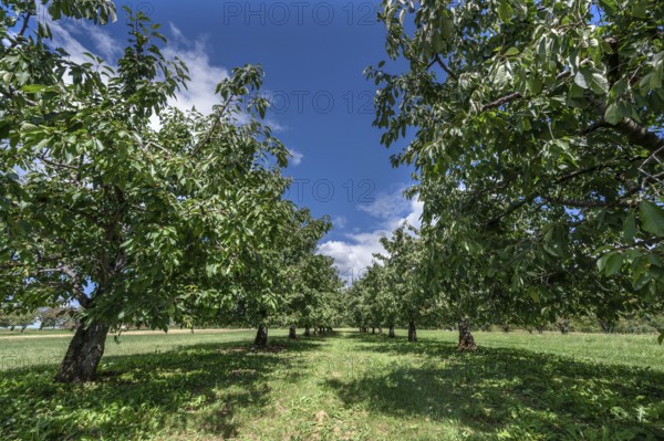 Old cherry tree plantation (Prunus avium) after harvesting, Karsberg, Upper Franconia, Bavaria,