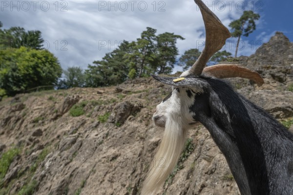 Portrait of a domestic goat (Capra aegagrus hircus) on a climbing rock, Obertrubach, Upper