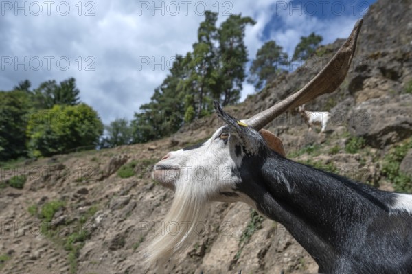 Portrait of a domestic goat (Capra aegagrus hircus) on a climbing rock, Obertrubach, Upper