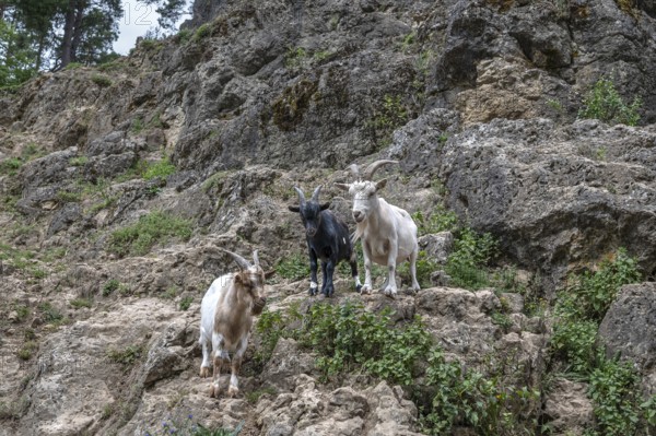 Domestic goats (Capra aegagrus hircus) on a climbing rock, Obertrubach, Upper Franconia, Bavaria,