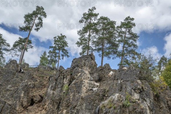 Domestic goats (Capra aegagrus hircus) on a climbing rock, Obertrubach, Upper Franconia, Bavaria,