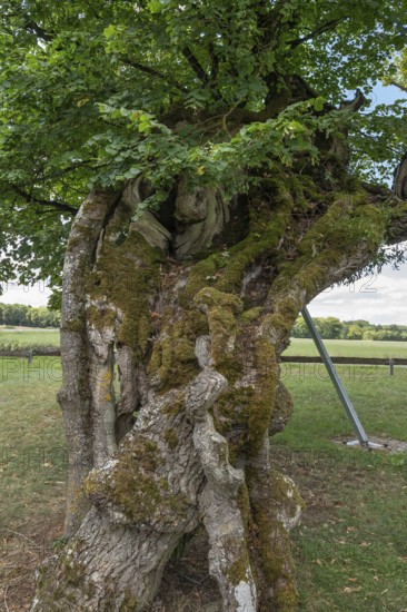 Trunk of the 600 to 1000 year old Karsberg lime tree (Tilia), Karsberg, Upper Franconia, Bavaria,