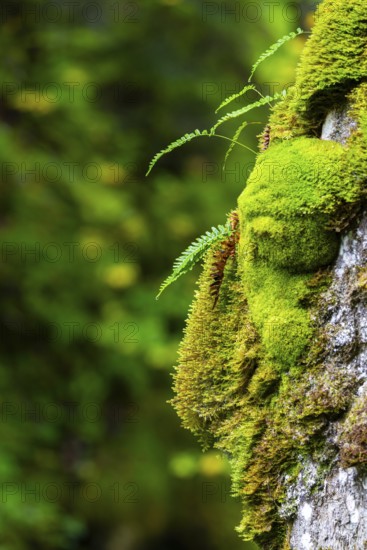 Common ribbed fern (Blechnum spicant) growing on tree, Leptosporangiate ferns (Polypodiopsida), on